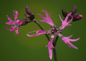 Kuckucks-Lichtnelke (Lychnis flos-cuculi) - © Emanuel Trummer